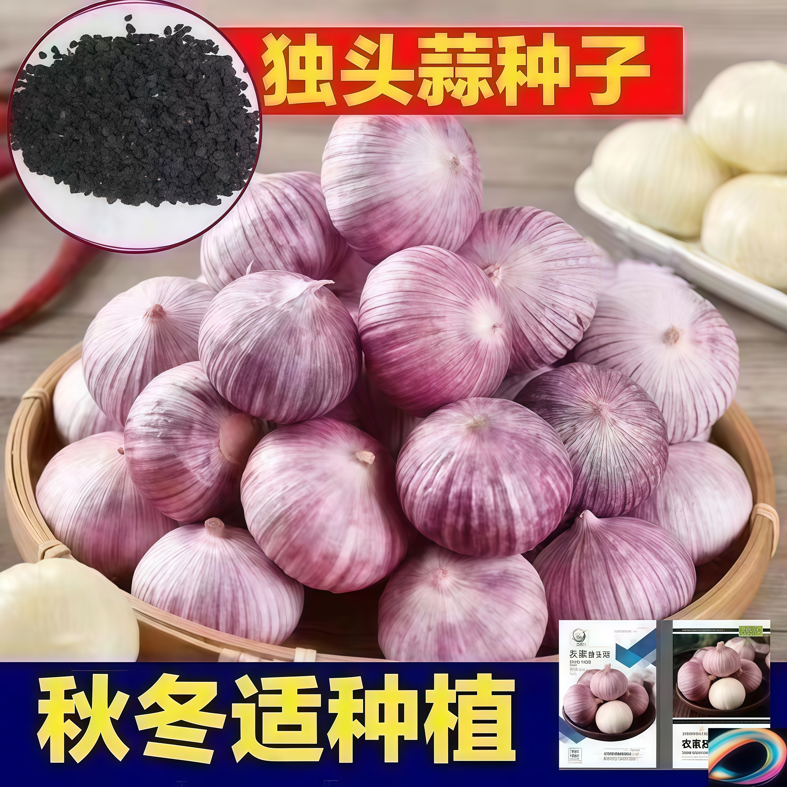 紫皮独头蒜云南独头蒜种籽圆头蒜种独头大蒜种子高产量南云独头蒜