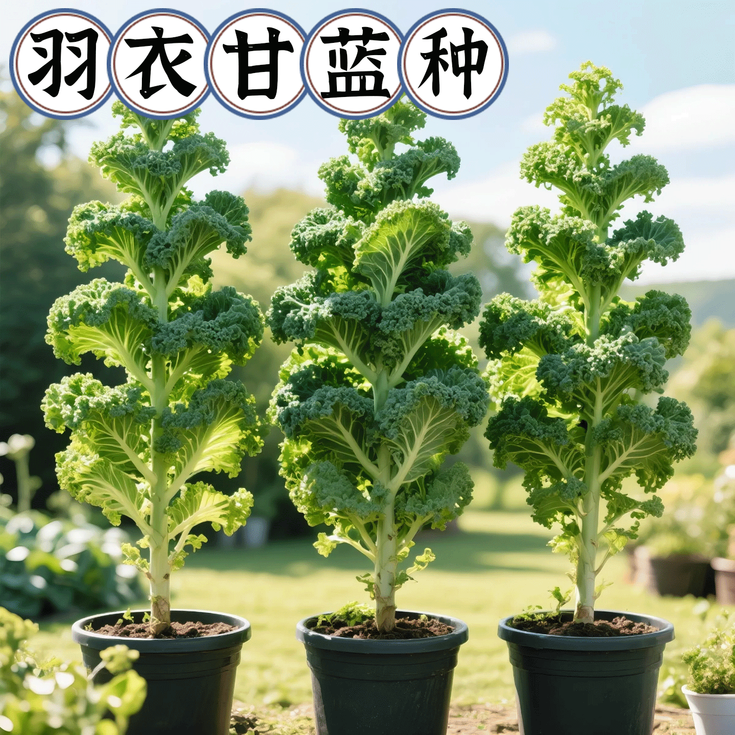 羽衣甘蓝种孑蔬菜种子阳台盆栽秋播菜种籽自种菜苗南方四季菜籽