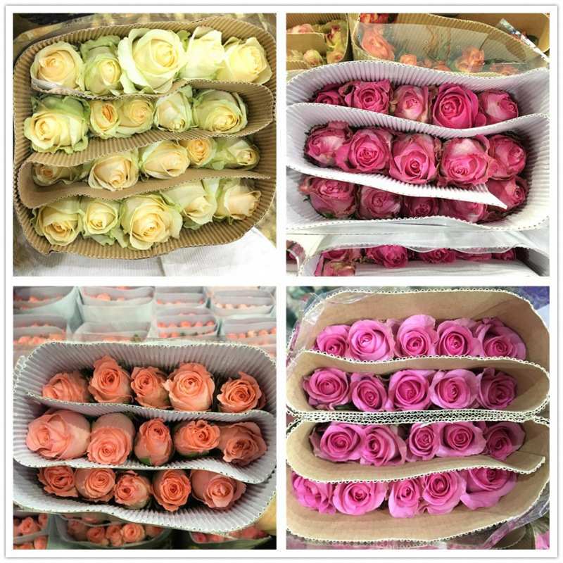 新鲜玫瑰云南昆明斗南基地直发水养百合鲜切花情人节花束发