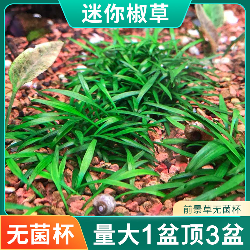 迷你椒草无菌水草杯鱼缸水草植物真草造景阴性牛毛水草前景水草