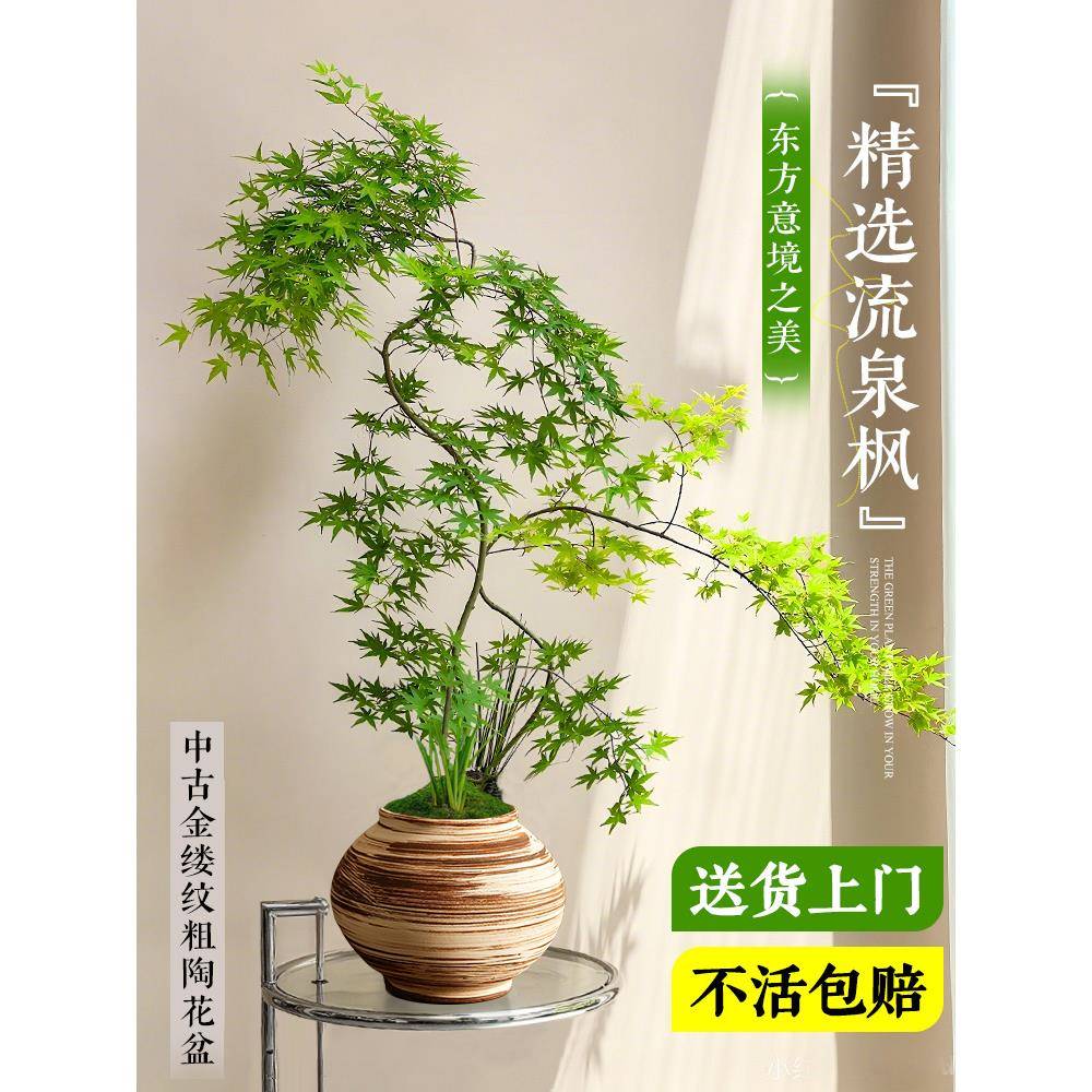 造型流泉流泉枫枫盆栽内绿室高客植厅级感摆件枫树盆景四季好养禅