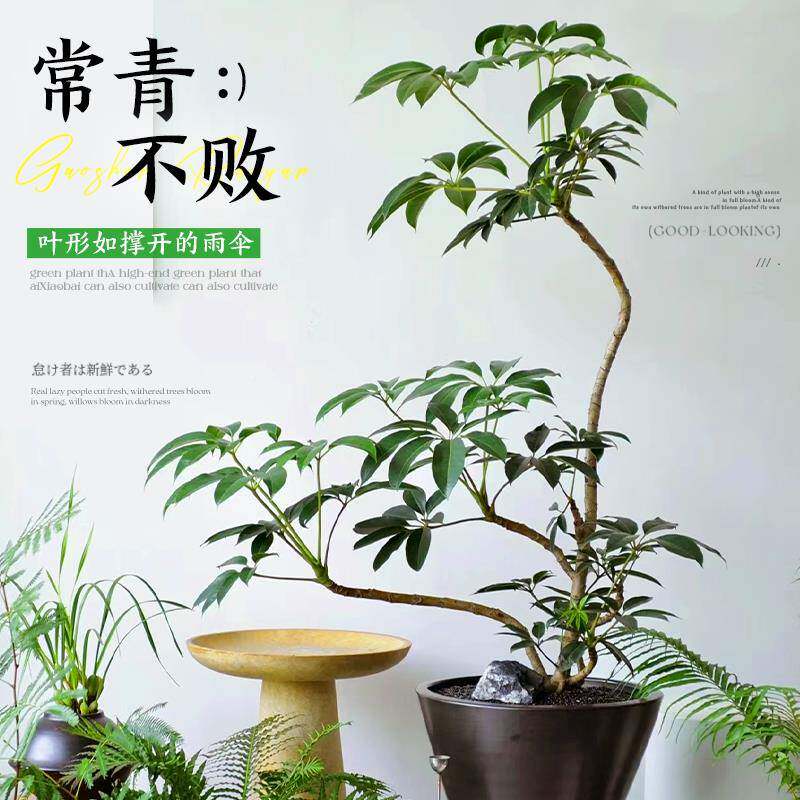 日本叶伞保罗老桩绿植室内型落地大式植物客厅大叶伞大公室大办盆