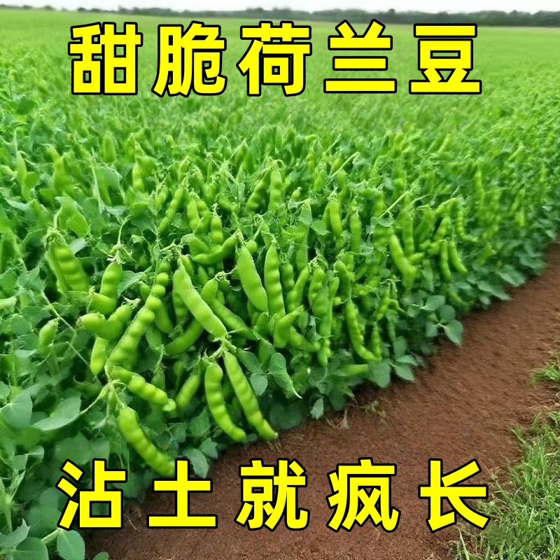 甜脆荷兰豆种子菜豌豆双花双夹高产耐寒农家自种秋冬季豆角菜种子