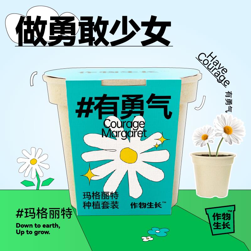 作物生长玛格丽特盆栽种植套装DIY迷你绿植四季花卉创意趣味礼物
