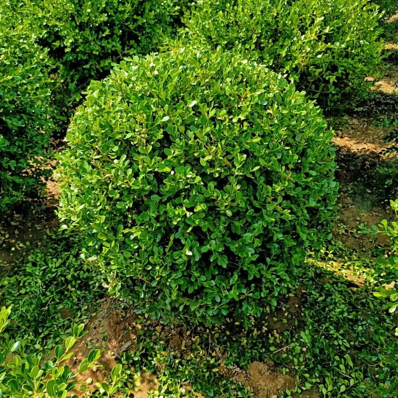 小叶黄杨球瓜子黄杨别墅庭院花坛四季常青耐寒景观绿化植物篱笆苗