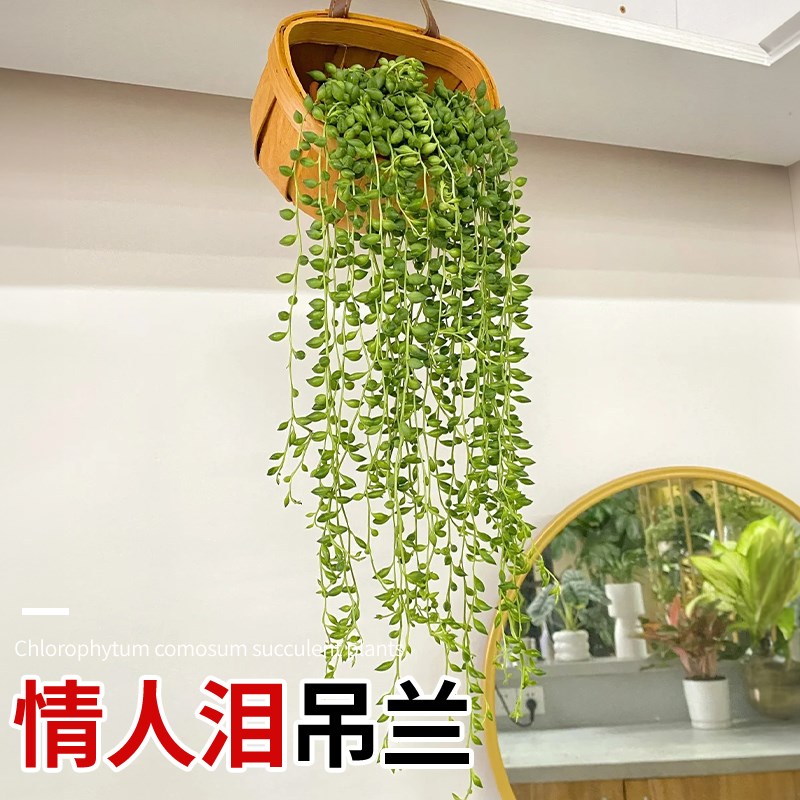 佛珠多肉植物精品彩色紫玄月垂盆草吊兰情人泪含带花盆栽好养造景