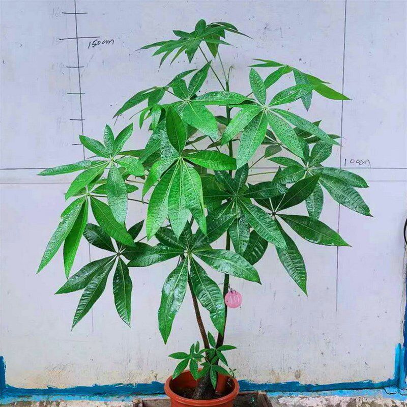 新品优惠原生发财树一物一盆大型室内绿植盆栽客厅办公室植物观叶