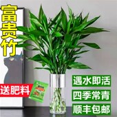 富贵竹水培植物客厅招财转运竹水养绿植物带根年宵花卉室内观音竹