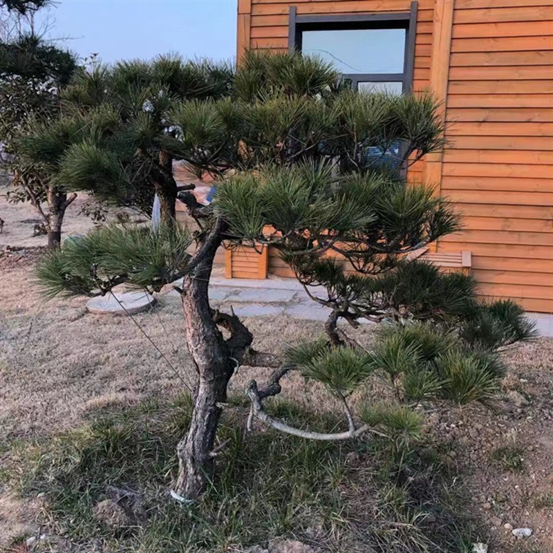 黑松造型树别墅庭院精品四季常青大型迎客松盆景园林绿化树苗植物