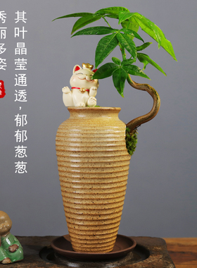 发财树水培绿植中式禅意茶桌摆件办公室桌面盆景好养易活创意盆栽