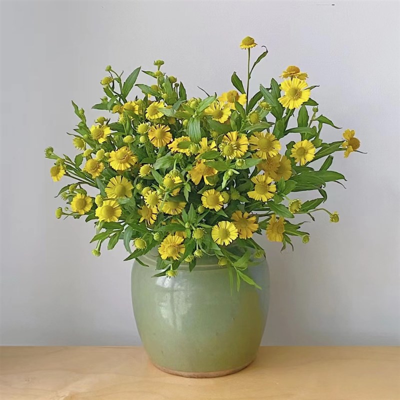 油画小菊小众精品花材家庭瓶插花艺婚庆节日比赛装饰花束应季鲜花图片