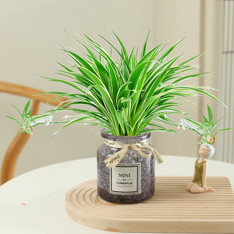 金边吊兰水培植物盆栽室内绿植花卉好养植物四季客厅净化空气花草