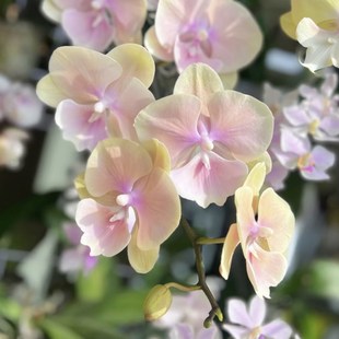 蝴蝶兰黄袍2.8寸杯不带花剑