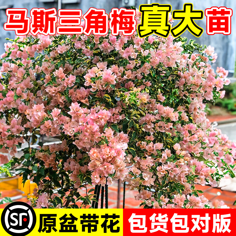 马斯三角梅盆栽带花苞老桩爬藤大苗四季开室外庭院阳台绿漳三疯