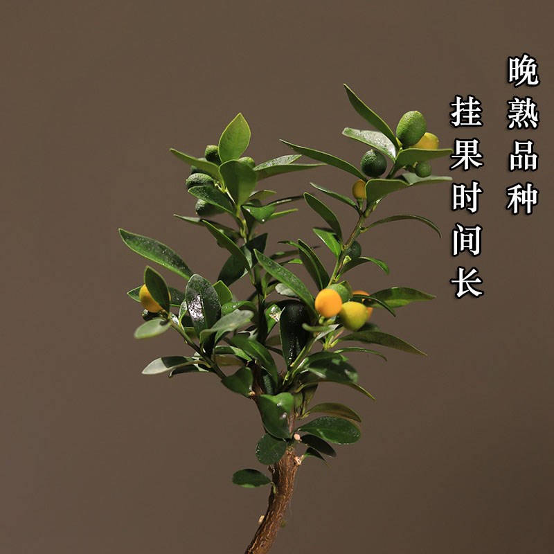 金豆盆景办公室桌面造型盆栽带果实植物小桔子树喜庆乔迁年宵花卉