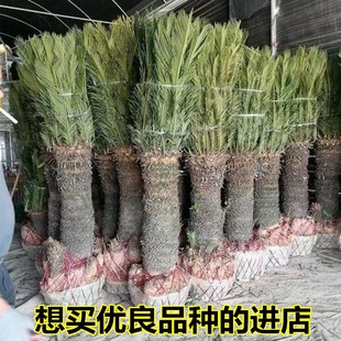 常青植物 铁树盆景 四季 铁树小苗 盆栽铁树室内外盆栽 客厅盆栽