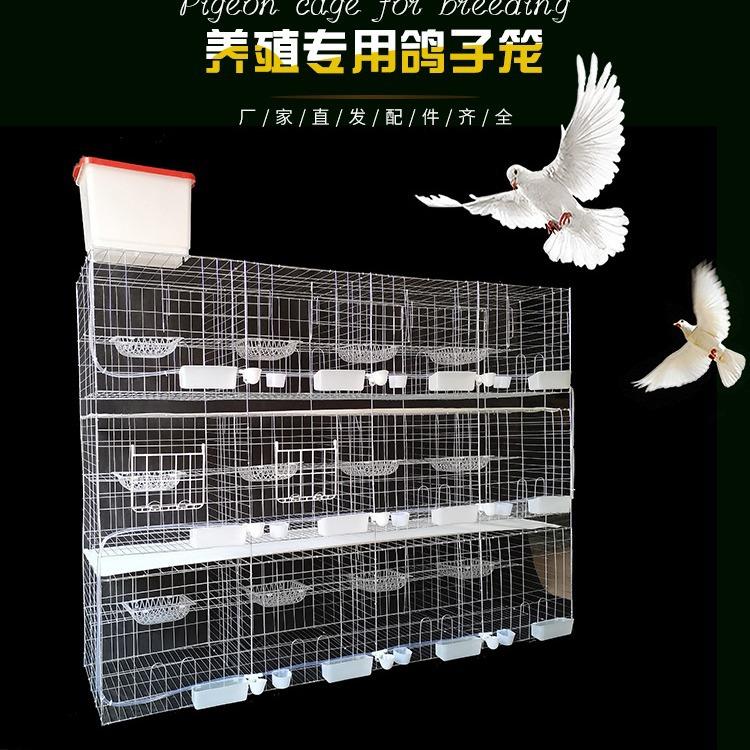 鸽子笼养殖鸽笼 12位16位全套加粗鸽笼 全自动鸽笼