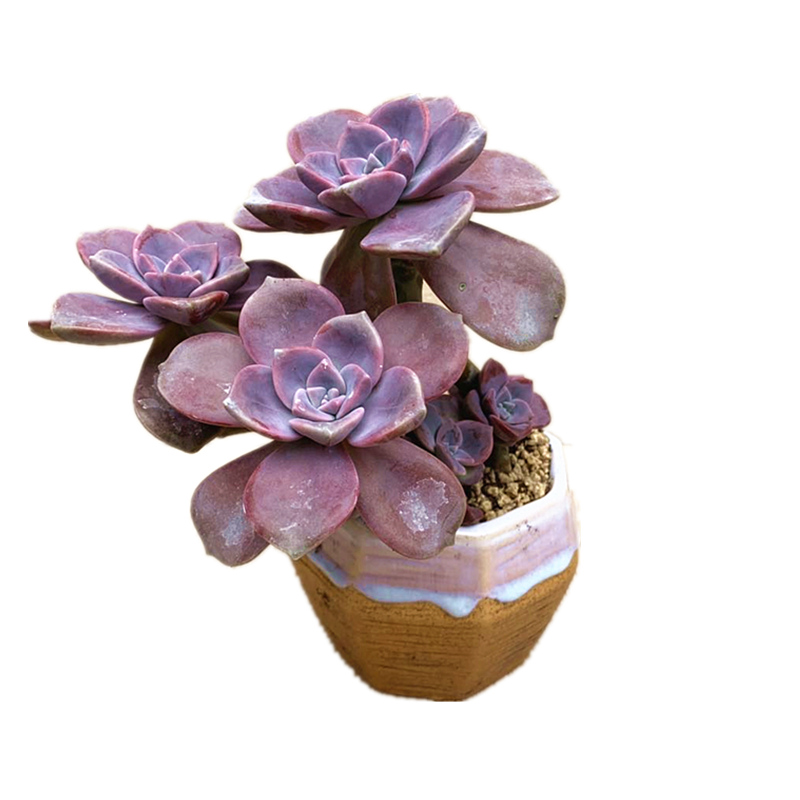 紫乐大老桩精品肉肉悬崖造型多肉植物超大棵室内花小盆栽花卉绿植