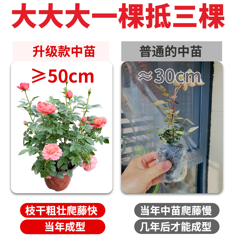 庭院阳台藤本月季花苗盆栽四季攀援爬藤花卉植物多花蔷薇花苗植物