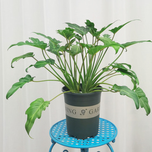 小天使 仙羽蔓绿绒室内美观花草植物盆景净化空气盆栽成都同城送