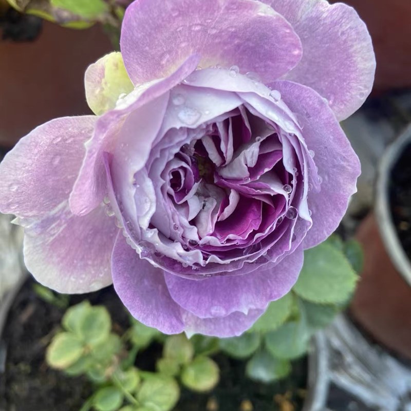 蓝月石 一加仑盆 原盆原土发货