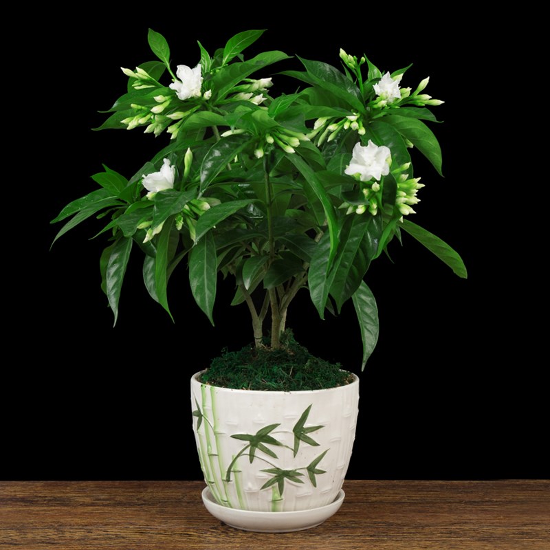 丁香花盆栽花卉室内花绿植阳台四季常青开花不断芳香盆景美观植物