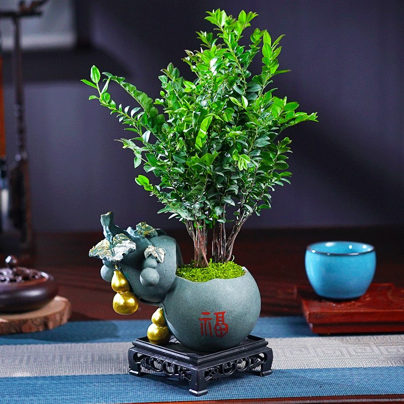 小叶黑骨茶紫檀盆景植物老桩盆栽办公室内花卉绿植好养活四季常青