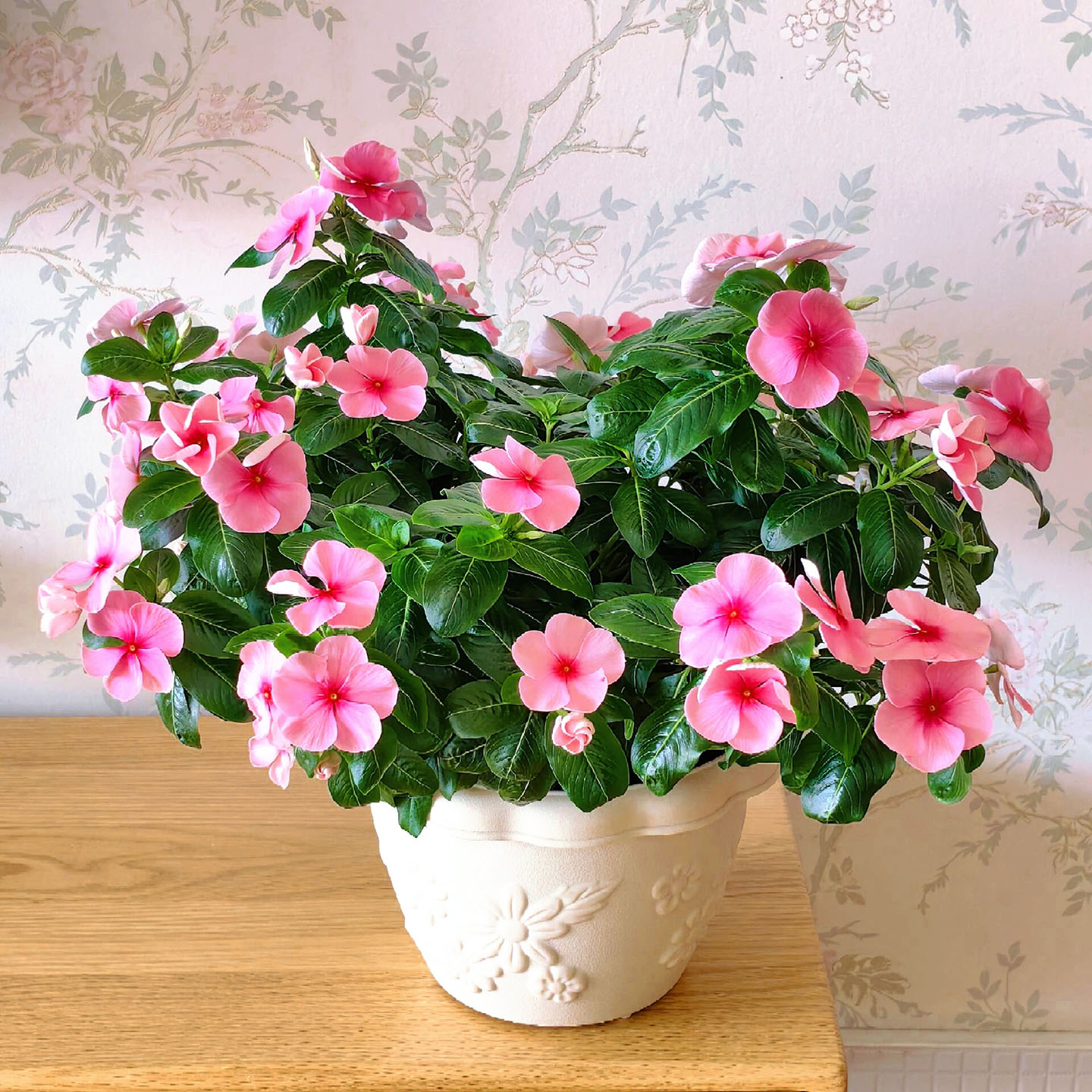 长春花花苗盆栽带花苞好看矮化苗