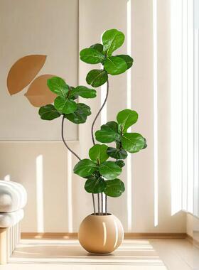 客厅模拟绿色植物盆栽钢琴叶榕树室内电视柜沙发装饰高雅易接近豪