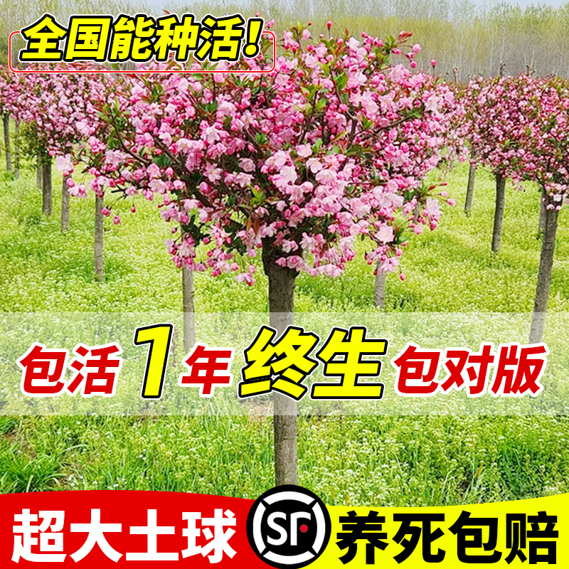 海棠花树苗高杆西府海棠垂丝海棠树苗盆栽耐寒庭院大型四季花卉