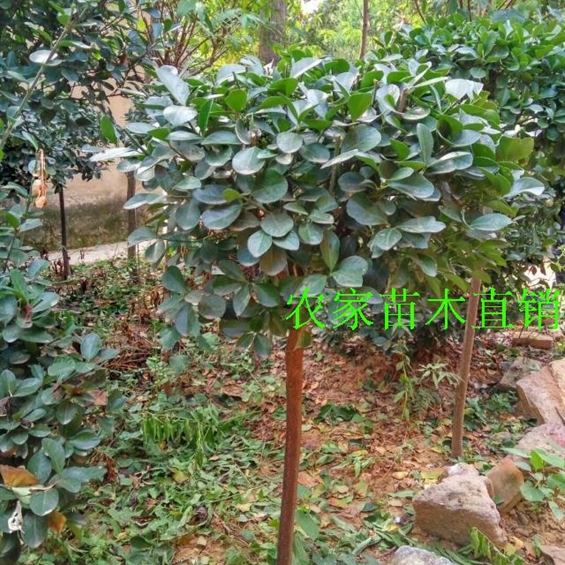 高档精品冬青树苗大树球庭院独杆大叶黄杨树苗四季常青植物风景树