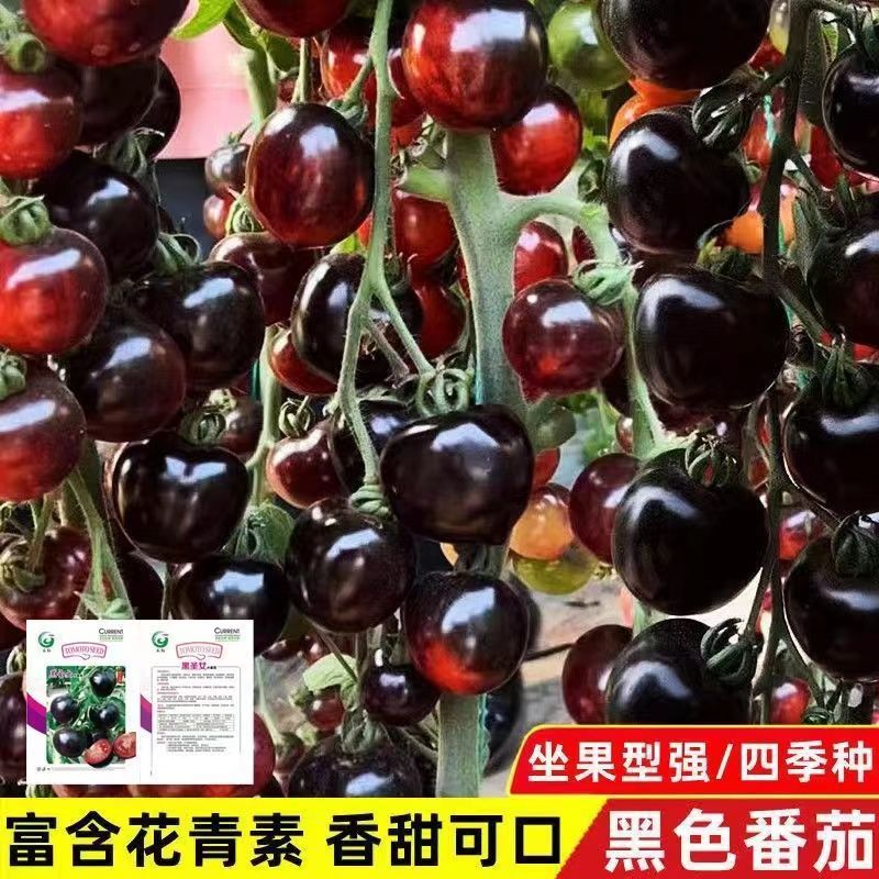 糖水黑番茄种子西红柿苗籽
