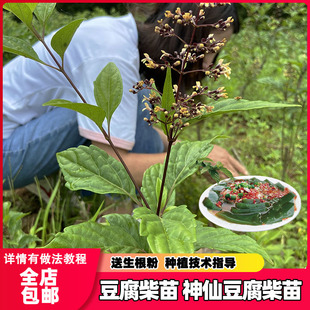 豆腐柴苗 观音柴腐树苗神仙绿豆腐树苗种子凉粉斑鸠叶臭黄荆树苗