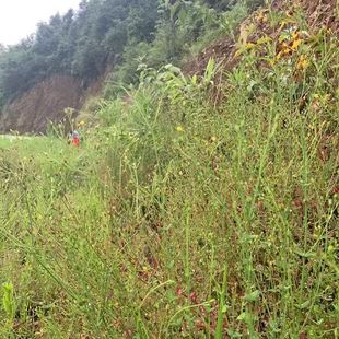 田基黄苗地耳草种子黄花草雀舌草潮汕退黄花仔草中草药材种苗