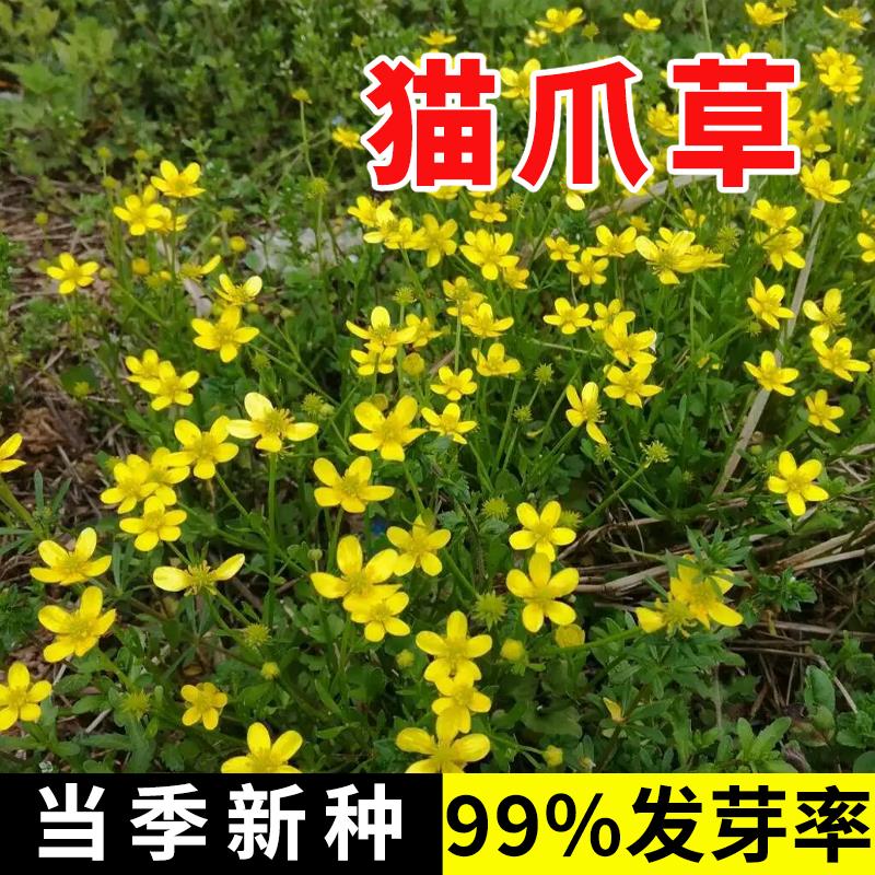 猫爪草野生种种孑中药材正品中药猫爪草新鲜水洗猫抓草夏枯草种