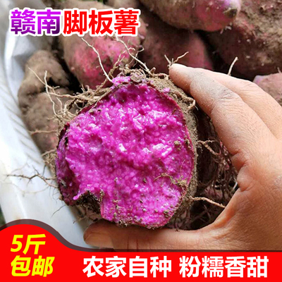 2026江西农家紫山药脚板薯种子紫山药薯种紫玉淮山紫人参毛薯
