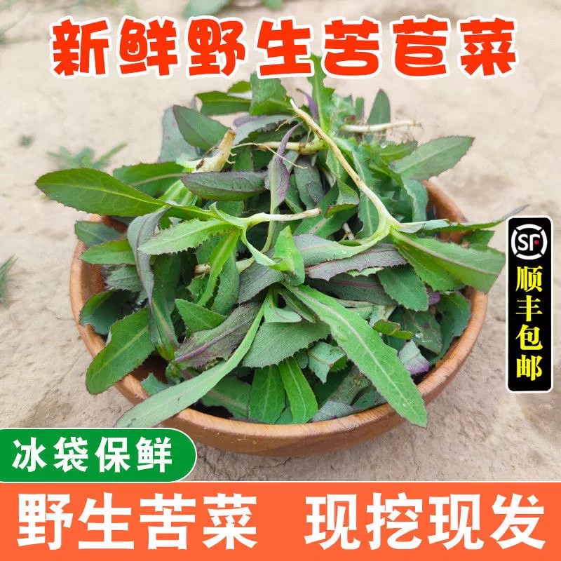 运城曲麻菜苦苣菜新鲜野菜苦苦菜现文爱菜现挖带根曲曲菜当季顺丰图片
