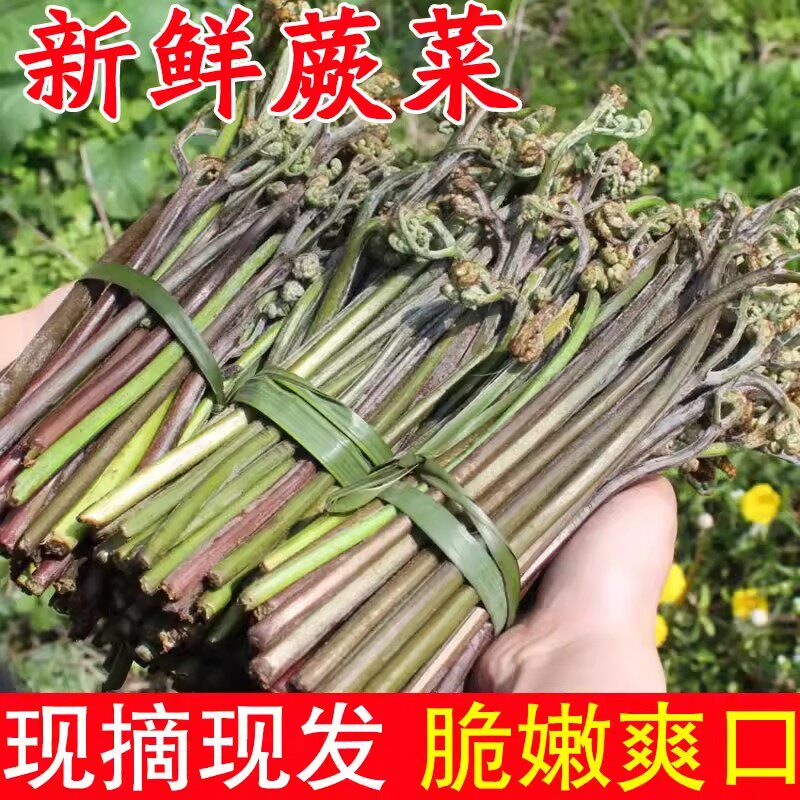 蕨菜新鲜现摘野生蔬菜下饭菜当季野地菜甜蕨龙爪山撅菜青厥菜野菜