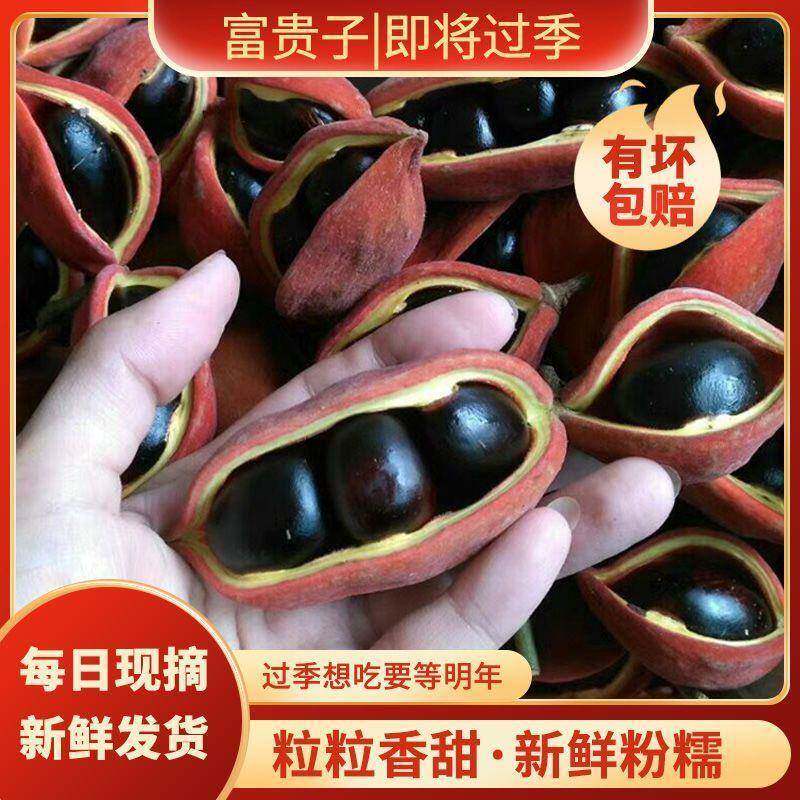 现货广东增城富贵子凤眼果新鲜苹婆九层皮孕妇不带荚鲜果大果七姐