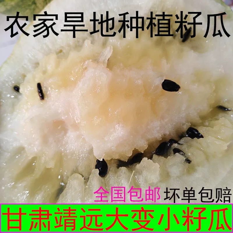 甘肃靖远石头地黄壤籽瓜会宁大变小敖汉打瓜赤峰当季新鲜水果直发