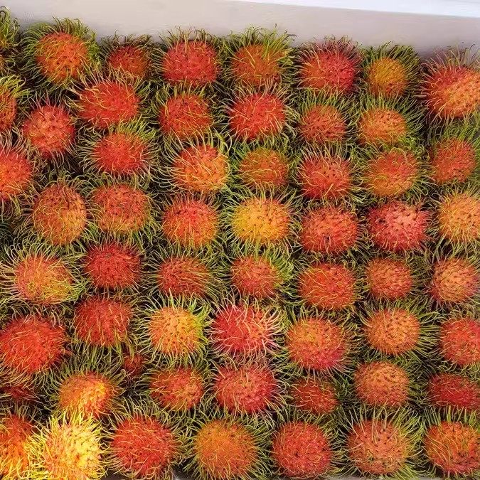 应季新鲜水果红毛丹毛荔枝整箱毛丹水果,水产肉类/新鲜蔬果/熟食,其它,淘宝优惠券,粉丝福利购,淘宝优惠卷