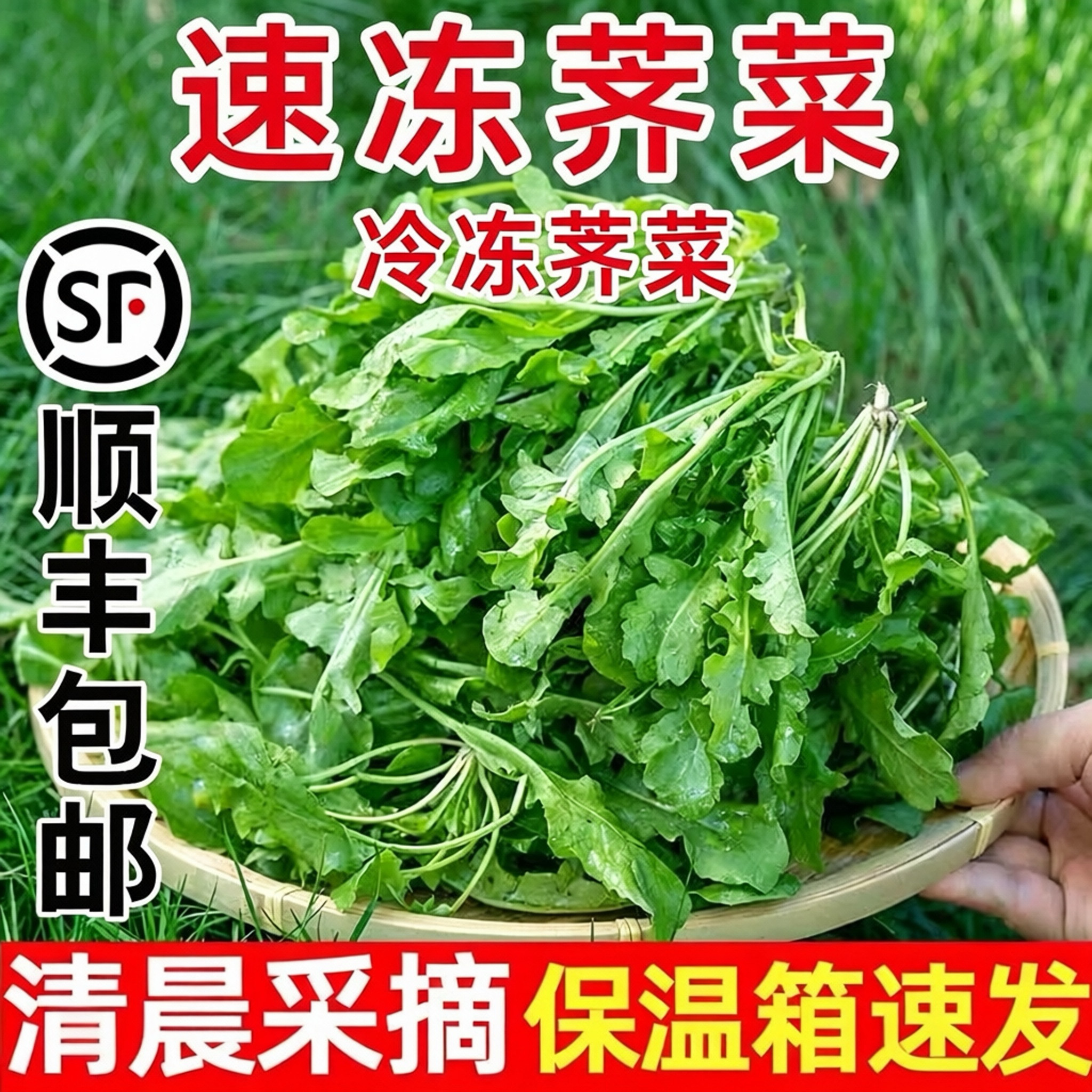 冷冻荠菜野菜新鲜包邮大叶荠荠菜野生顺丰现发芥地菜商用农家当季图片