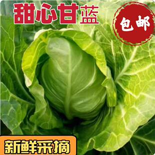 新鮮甘藍蓮花白菜手撕卷心菜當季 青菜包心菜蔬菜包菜 牛心菜 包菜
