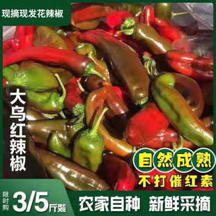 青紫红老品种土山辣椒特香辣农家自种辣子河南本地新鲜薄皮蔬菜