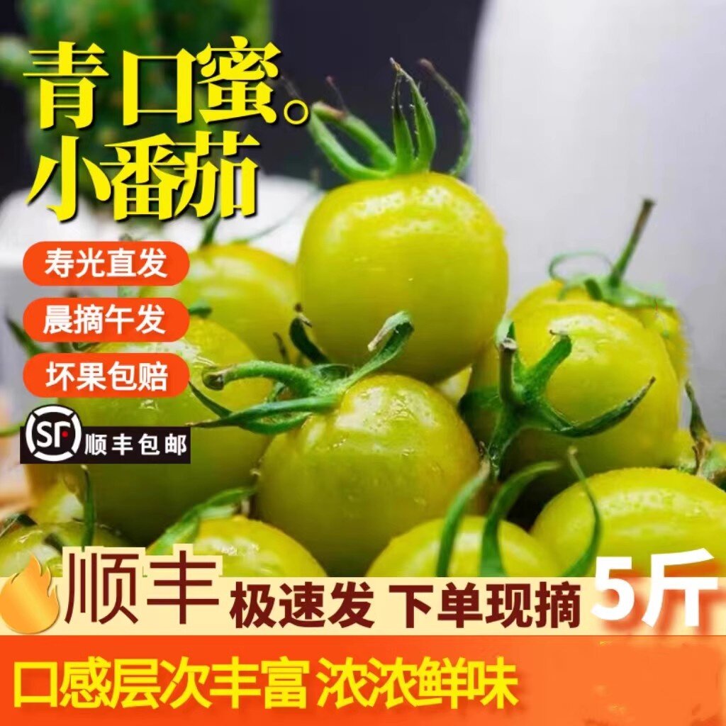 山东青口蜜青甜小番茄圣女果新鲜水果绿西红柿现摘青色千小柿子3