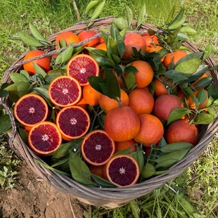 重庆玫瑰血橙当季新鲜水果万州甘宁玫瑰香橙整箱10塔罗科橙橙子