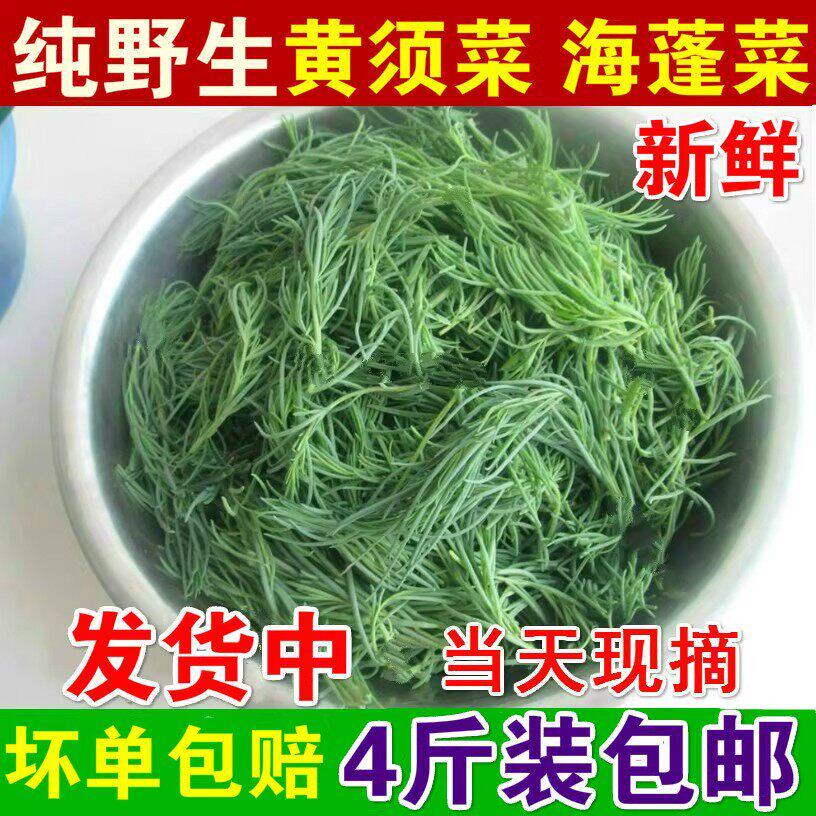 山东野生冷冻黄须菜新鲜野菜盐地碱蓬菜海茎黄西皇席菜盐蒿菜包邮