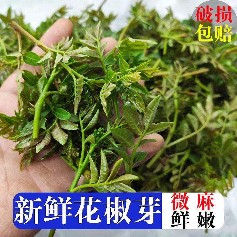2025年当季新采花椒芽新鲜花椒叶包邮食用山东野菜蔬菜下饭花椒芽