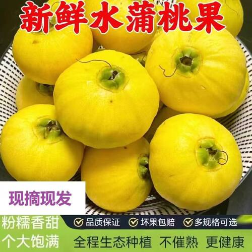 【优质】新鲜水蒲桃果叮当果香果2026亚热带水果孕妇可吃