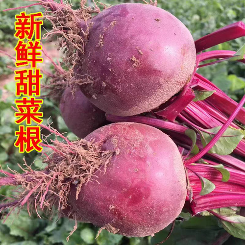 农家种植甜菜根新鲜现挖5斤甜菜头紫菜头红甜菜蔬菜红菜头萝卜